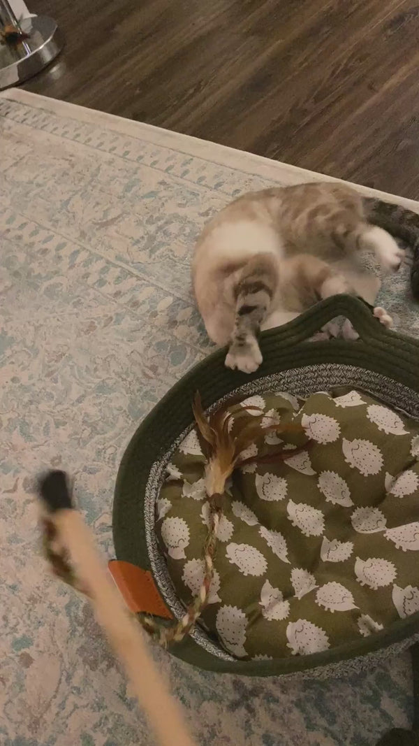Customer video review - cat playing in the Instinct Basket