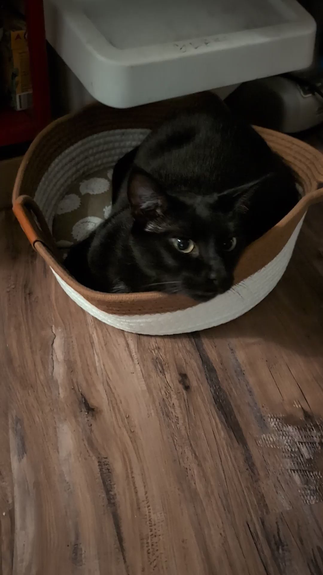 Customer video review 3 - Instinct Basket