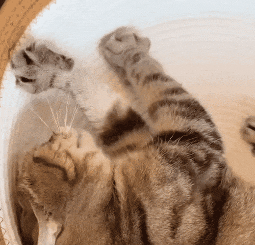 Cats playing in the Instinct Basket (animated)