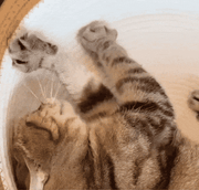 Cats playing in the Instinct Basket (animated)